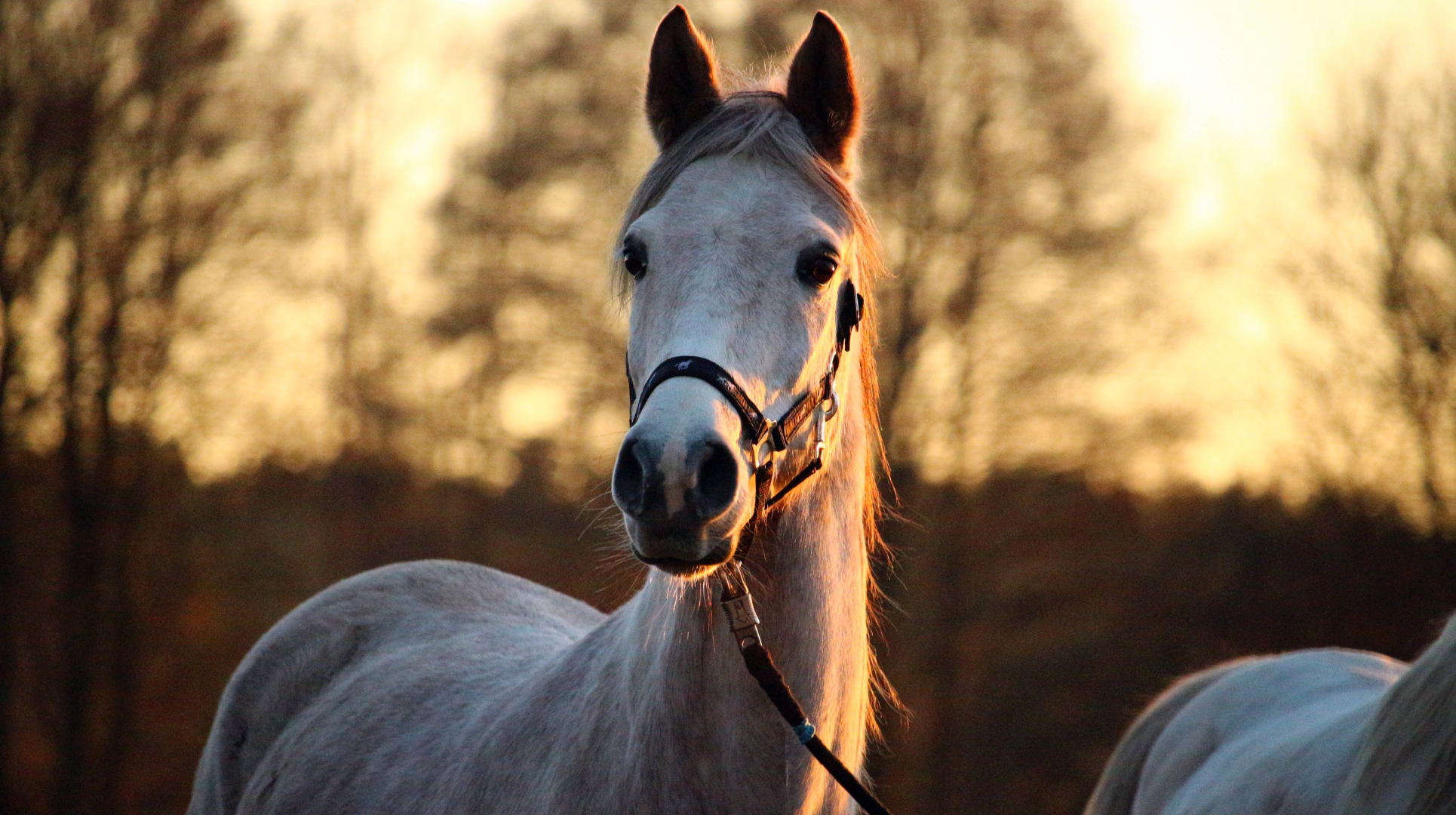 TVG Review Background